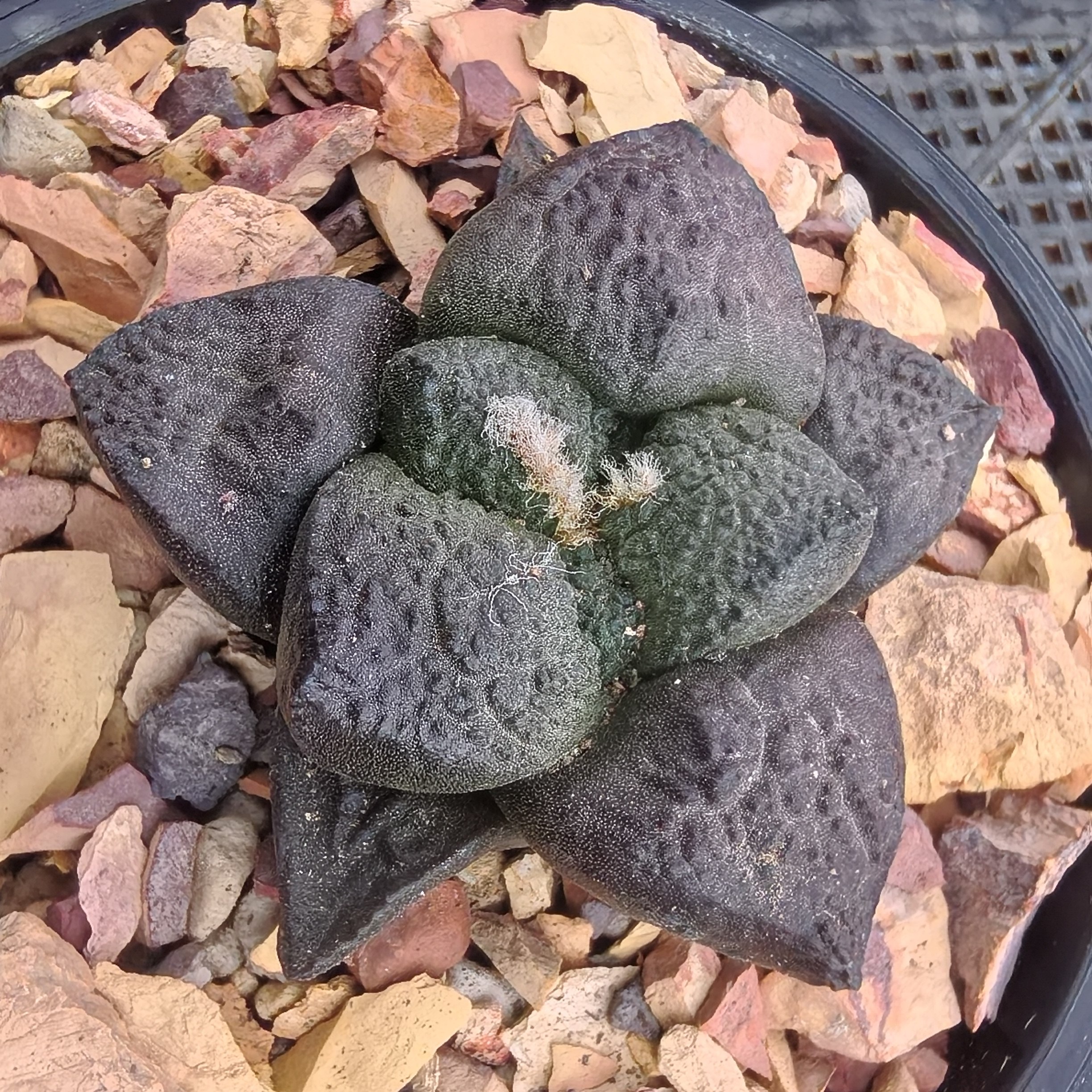 艳肌丸疣连山牡丹实生块根植物仙人球一物一拍精品拍摄于250105