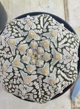 V兜超兜8厘米D020实生块根植物仙人球一物一拍精品拍摄于250103