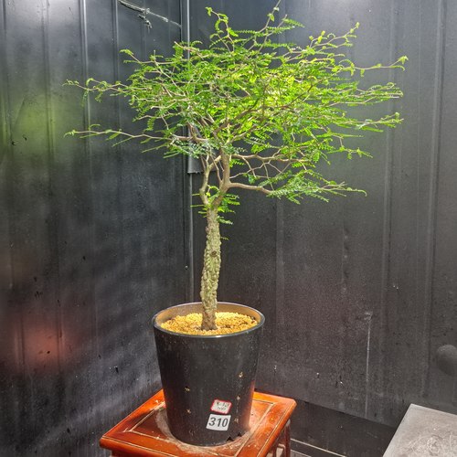 象足漆树310实生一物一拍潮流块根植物盆栽251201