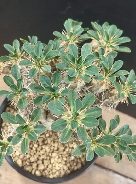 鬼泣阁养定一物一拍福利潮流块根植物盆栽251227