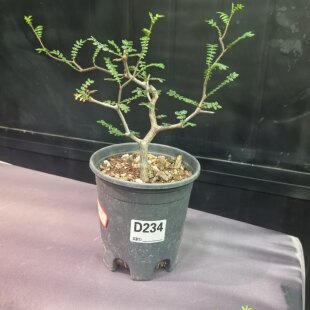 滔天橄榄Commiphora monstruosa实生潮流块根植物一物一拍260526