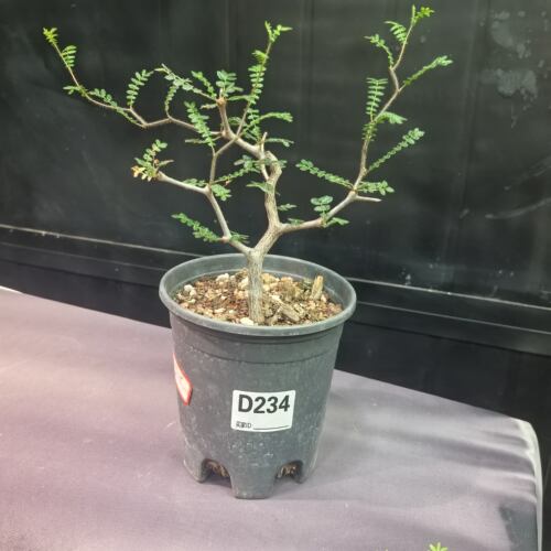 滔天橄榄Commiphora monstruosa实生潮流块根植物一物一拍260526
