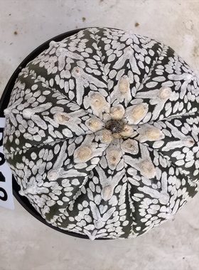 V兜超兜8厘米D018实生块根植物仙人球一物一拍精品拍摄于250103