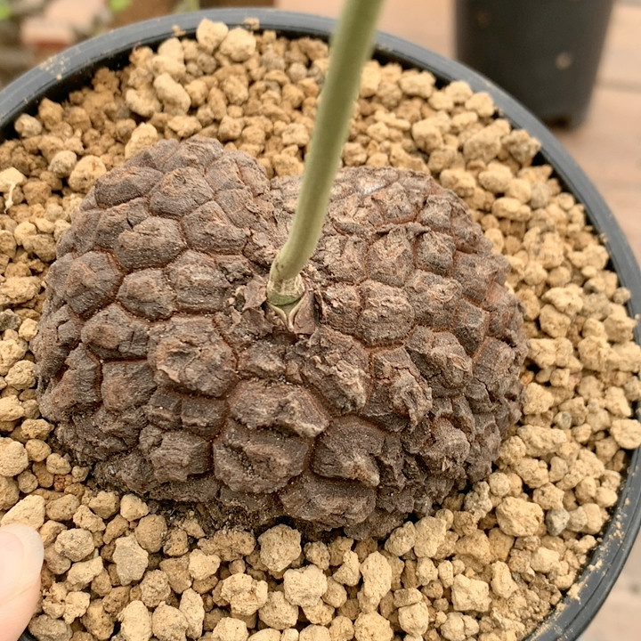 D058小甲墨龟,鲜花速递/花卉仿真/绿植园艺,多肉植物,淘宝优惠券,粉丝福利购,淘宝优惠卷