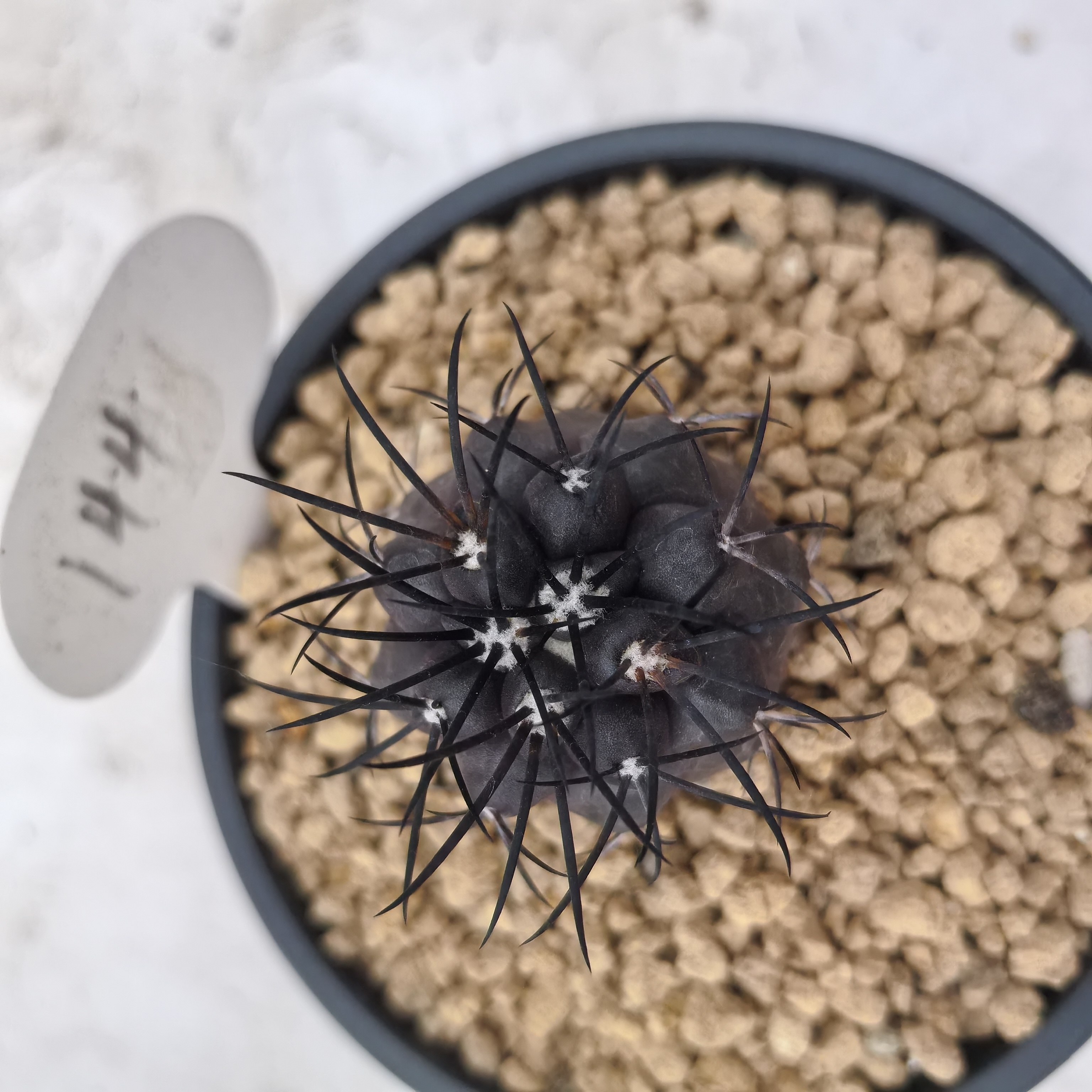 栗星玉实生黑刺仙人球潮流块根多肉植物一物一拍 - 实物图