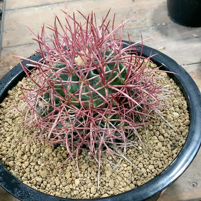 大龙冠群