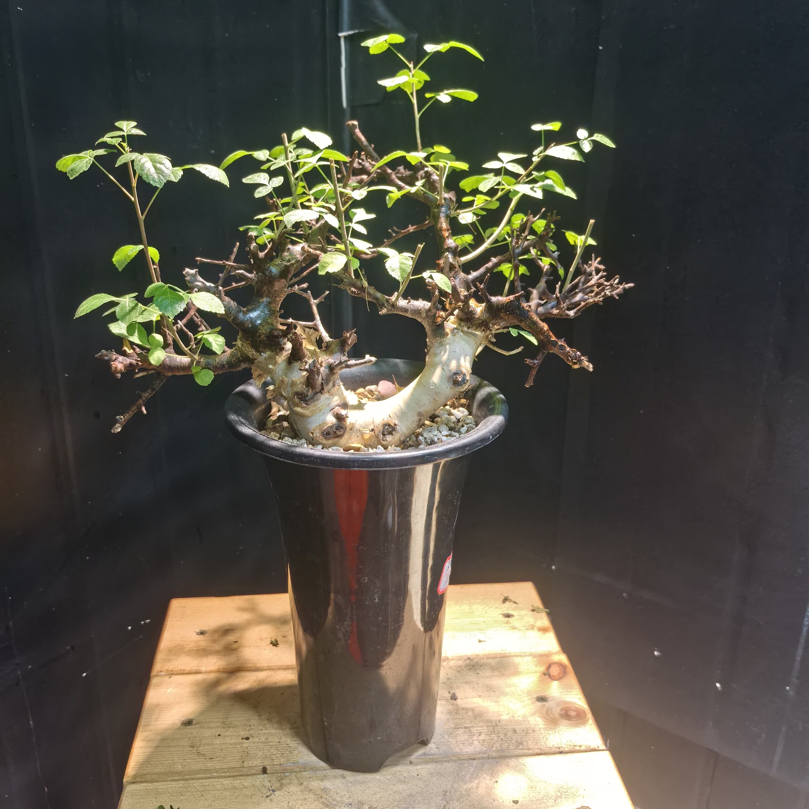 马萨比特橄榄Commiphora Marsabit养定有根块根植物一物拍261010