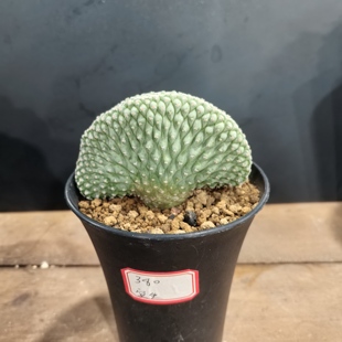 菊水缀化实生块根植物仙人球一物一拍精品拍摄于251215