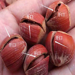 【16年老店-味道依旧】东北开口大榛子500g原味炒熟孕妇坚果