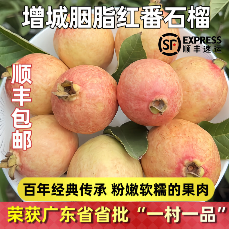 广州增城胭脂红芭乐树上熟红心番石榴粉嫩软糯香甜鸡屎果孕妇顺丰