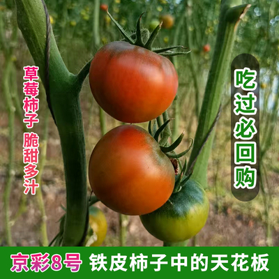 辽宁盘锦碱地铁皮西红柿味道好