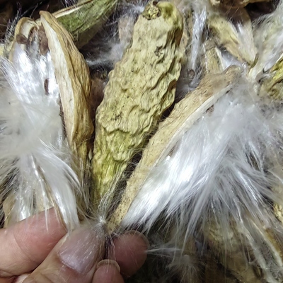 萝藦果带壳带毛直播工具