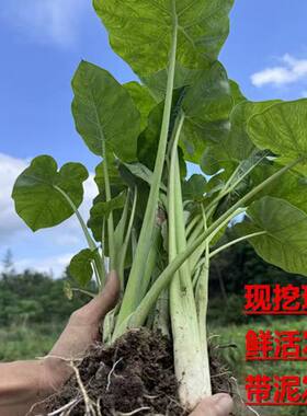 易种吃梗芋禾广菜苗蔬菜