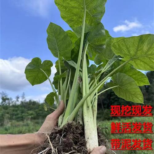 吃梗芋禾广菜蔬菜新鲜食用现挖
