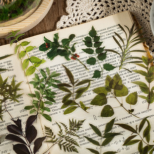 40张花卉植物pet贴纸包复古仿真树叶生活手帐diy素材拼贴画