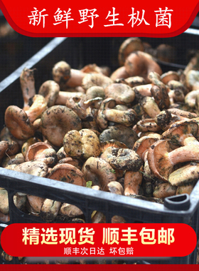 现货 新鲜野生枞树菌新鲜寒菌重阳黄乌枞菌松树菌蘑菇谷熟菌2026