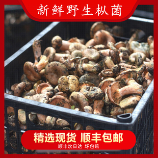现货 新鲜野生枞树菌新鲜寒菌重阳黄乌枞菌松树菌蘑菇谷熟菌2026