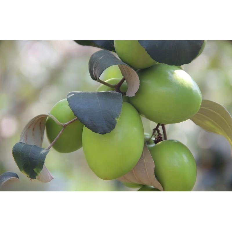 台湾大青枣牛奶枣苹果枣果树苗家庭庭院易种植丰产
