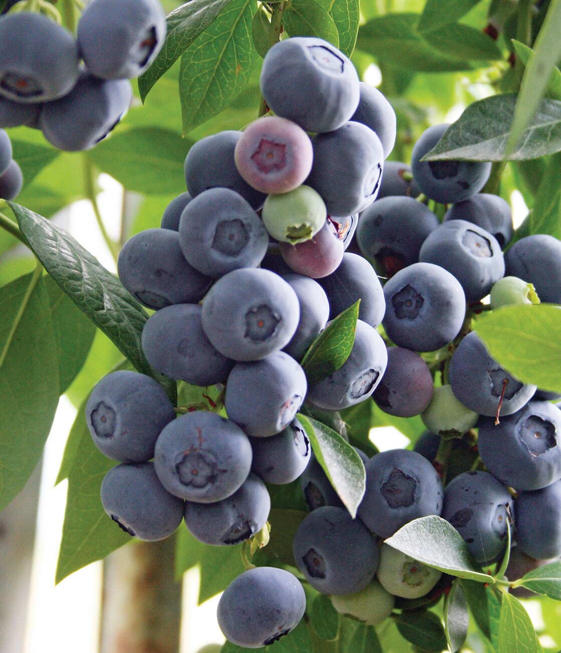 家庭庭院阳台园艺盆栽蓝莓果树钵苗南北高丛品种莱格西