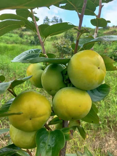 太秋甜柿苗脆甜多汁庭院阳台露台盆栽果树易成活好结果
