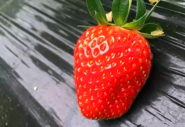 南北方阳台盆栽早熟易种草莓苗