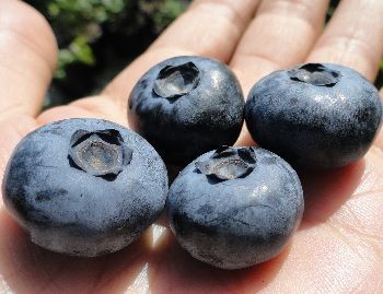 家庭庭院阳台园艺盆栽蓝莓果树钵苗南高丛经典品种口感香甜奥尼尔
