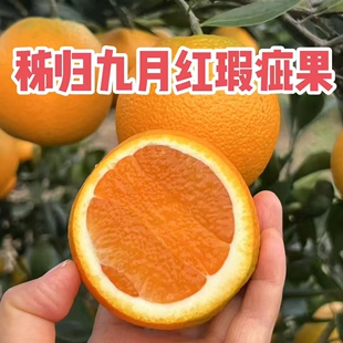正宗秭归九月红果冻橙橙子榨汁果 瑕疵果花皮果奶茶店榨汁橙子