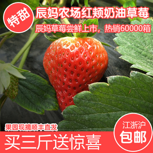 皇冠现摘新鲜奶油草莓牛奶草莓日本草莓建德草莓红颜草莓顺丰同城