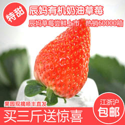 牛奶草莓现摘现发新鲜草莓日本红颊草莓建德草莓草莓奶油草莓3斤