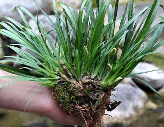 石菖蒲假山造景乌龟缸净化水质书房观叶绿植物驱蚊室内吸甲醛阳台