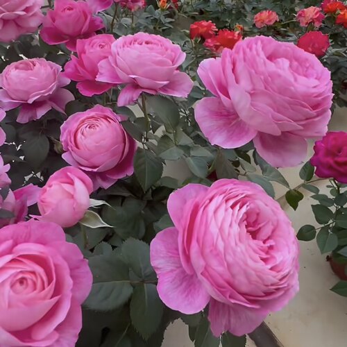 花知述园艺紫玉甜心多头抗病花卉月季盆栽玫瑰