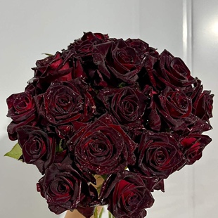 花知述园艺黑巴克切花直立抗病花卉月季盆栽玫瑰树花苗