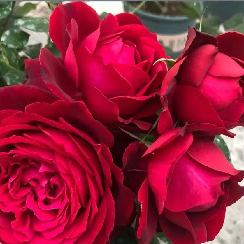 花知述园艺詹尼斯大花浓香庭院花卉月季盆栽玫瑰