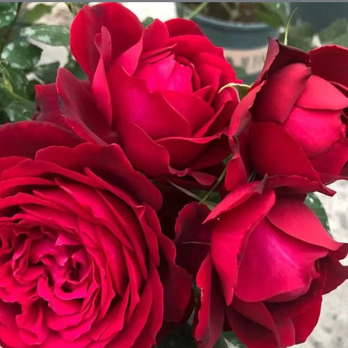 花知述园艺詹尼斯大花浓香庭院花卉月季盆栽玫瑰花树苗