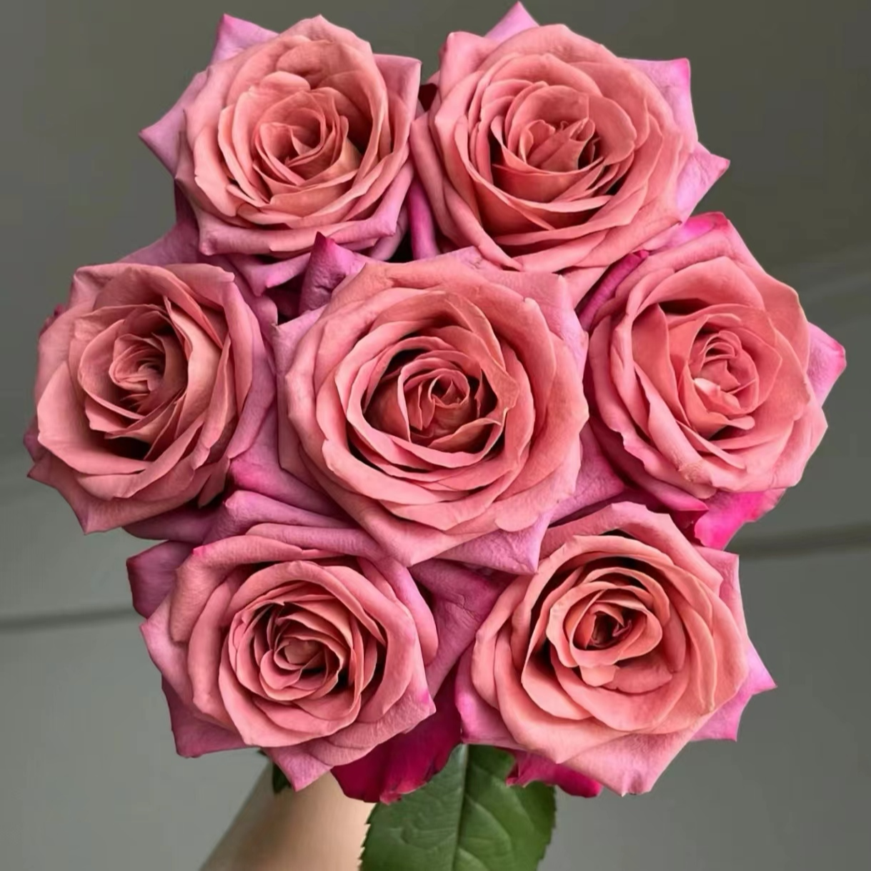 花知述园艺调香师四季玫瑰月季花树苗常年开花植物庭院阳台可养图片
