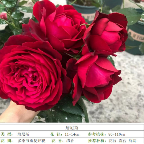 花知述园艺詹尼斯大花浓香月季盆栽开花四季玫瑰带花苞庭院植物