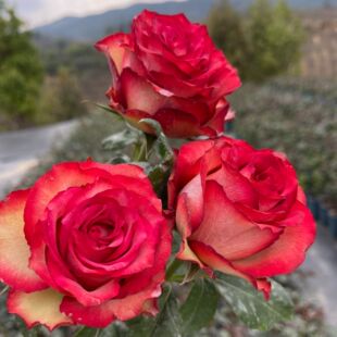 花知述 黑暗帝国/鸡尾酒会 花卉月季盆栽玫瑰树花苗