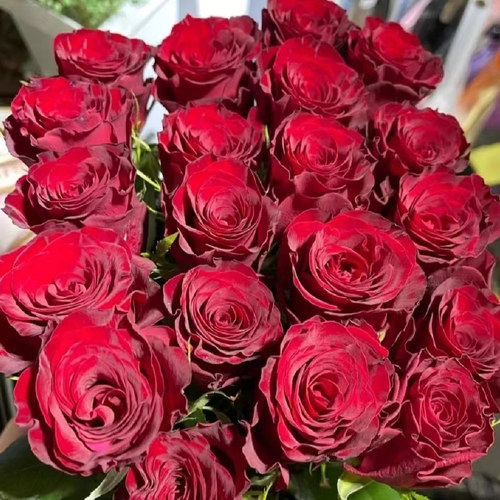 花知述园艺高原红切花直立抗病花卉月季盆栽玫瑰