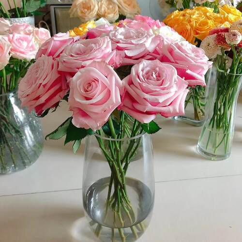 花知述园艺珍珠项链四季玫瑰月季花常年开花植物庭院阳台可养