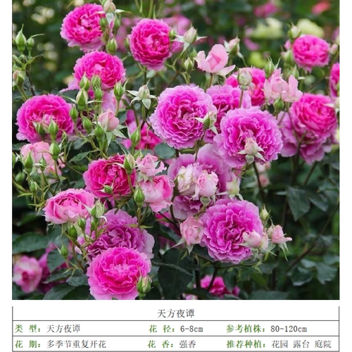 花知述园艺天方夜谭多头抗病花卉月季盆栽玫瑰