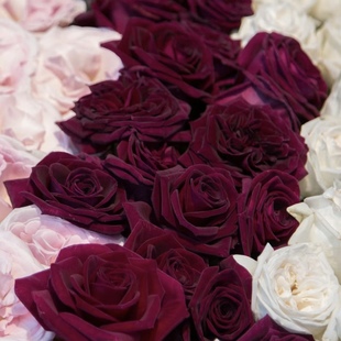 花知述 暗香 切花直立抗病花卉月季盆栽玫瑰树花苗