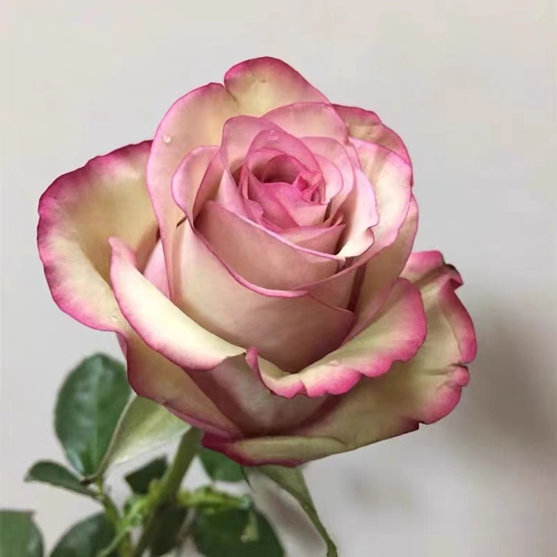 花知述园艺红葡萄酒四季玫瑰月季花树苗常年开花植物庭院阳台可养