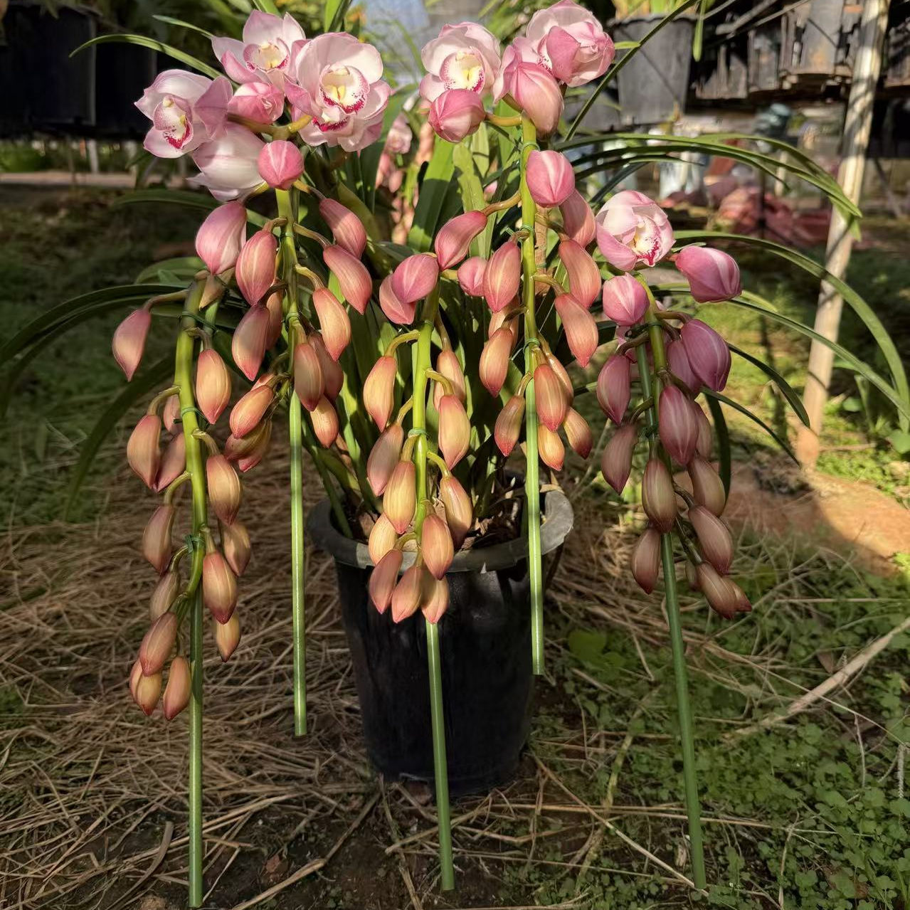 花知述园艺爱恋拱兰6枝花剑大花蕙兰年宵花室内花苞发