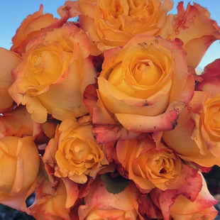 花知述 油画蒙娜丽莎 直立抗病花卉月季盆栽玫瑰树花苗