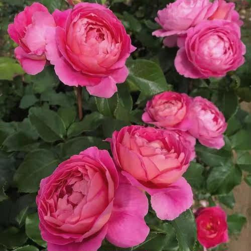 花知述园艺 法版花宫娜 新品切花好养花卉月季盆栽玫瑰树花苗