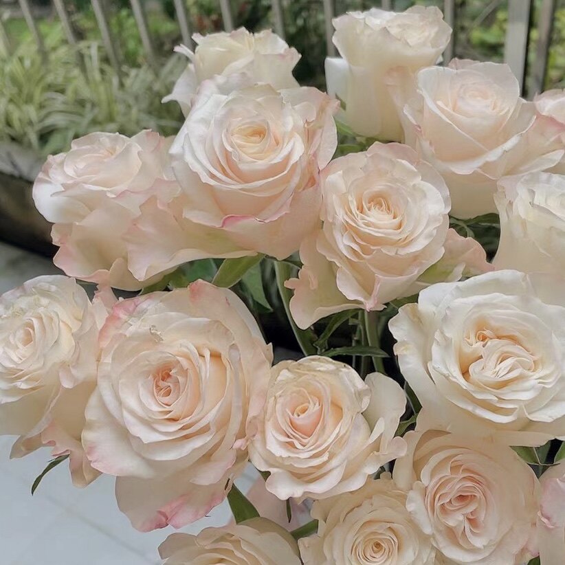 花知述园艺辛西娅月季花常年开花植物庭院阳台可养