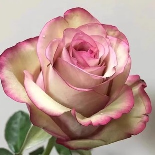 花知述园艺梦回四季玫瑰月季花树苗常年开花植物庭院可养阳台可养