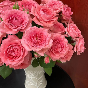 花知述园艺珊瑚果冻 切花直立抗病花卉月季盆栽玫瑰树花苗