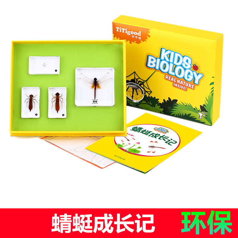 千帆幼儿园儿童小学教学具动物昆虫蜻蜓成长过程真实树脂标本套装
