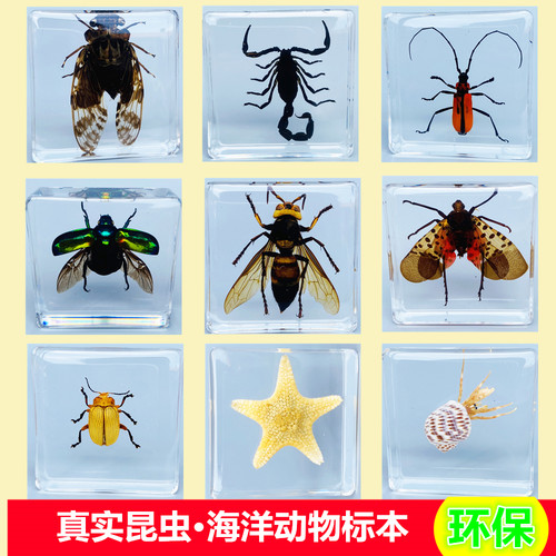 动物真实昆虫标本树脂蝎子蝴蝶